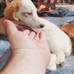 Luna - Dachshund