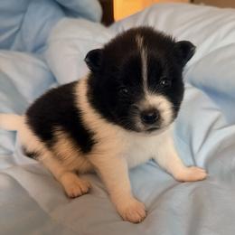 Boy 1 - male Pomeranian puppy in Wimauma, Florida from Bella's Babies