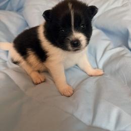 Boy 1 - male Pomeranian puppy in Wimauma, Florida from Bella's Babies