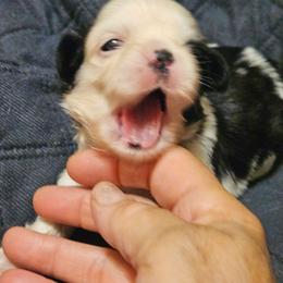 Black collar boy - Tricolor male Shih Tzu puppy in Woodsfield, Ohio from ROSE LANE SHIH TZUS