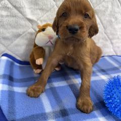 Blue collar - Mahogany male Irish Setter puppy in Choctaw, Oklahoma from Heartland Irish Setters