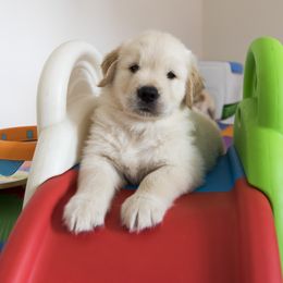 Golden Retriever Puppies from Honeysweet Goldens