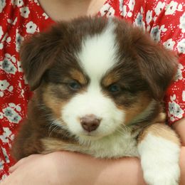 Miniature Australian Shepherd Puppies from Cabin Hearth Miniature Australian Shepherds