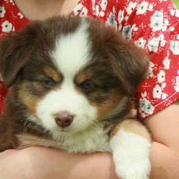 Miniature Australian Shepherd Puppies from Cabin Hearth Miniature Australian Shepherds