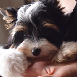 Nikolai - Black tan and white male Biewer Terrier puppy in California from Skyridge Puppies