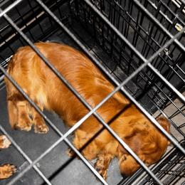 Lomiiel - Dachshund