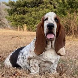June bug - Basset Hound