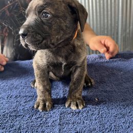 Orange - Chestnut brindle Cane Corso puppy in Stilwell, Oklahoma from Darkside Kennel