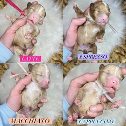 Aussiedoodle and Goldendoodle Puppies from Hot Springs Kennels