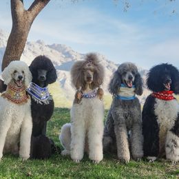 Poodles from Semper Poodelis