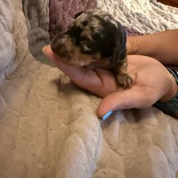 Sonny - Dapple male Dachshund puppy in Taylor, Michigan from Meg’s Mini Doxies