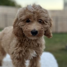Boy 5 - Apricot Goldendoodle puppy in Lancaster, South Carolina from MJ's Designer Doodles