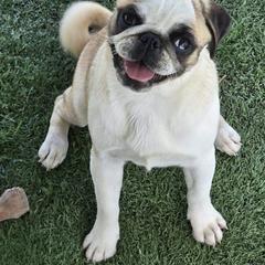 Missy - Pug