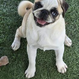 Missy - Pug