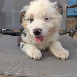 Vanilla Bean - Blue merle male Miniature American Shepherd puppy in Keizer, Oregon from CG Mini Shepherds
