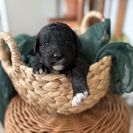 Girl 2 - Phantom female Goldendoodle puppy in Washington, Illinois from Lola Bear Goldendoodles