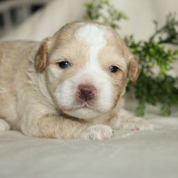 Finley - Gold and white male Shihpoo puppy in Mifflintown, Pennsylvania from Curls & Paws Canines