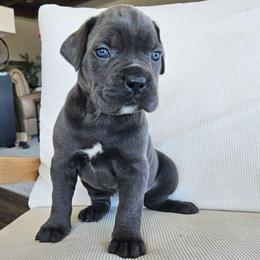 Gray female 7 - Gray female Cane Corso puppy in Jacksonville, North Carolina from Coliseum de Cassiope