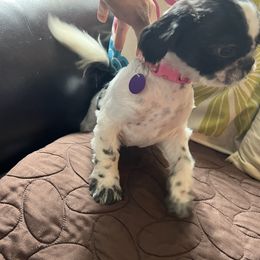 Shih Tzu puppies from Dempsey’s Darlings