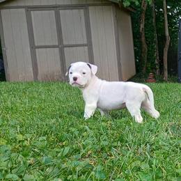 Puppy 2 Black - White and brindle male American Bulldog puppy in Kingsport, Tennessee from Iron Will American Bulldogs