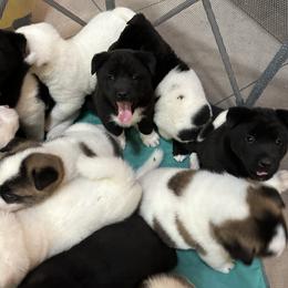 Akita Puppies from Gloe Akita's
