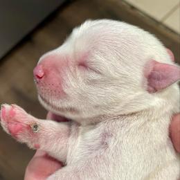 Merlin - White male Miniature Schnauzer puppy in Interlachen, Florida from Pam's Schnauzers