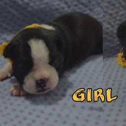 Yellow - Black and white female Boston Terrier puppy in Clinton Township, Michigan from Greenberg's Boston Terriers & Bullies of Metro Detroit