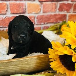 Bernedoodle Puppies from Boulder Mountain Doodles