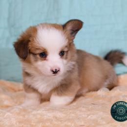 Alder - Red male Pembroke Welsh Corgi puppy in Karnack, Texas from Sureshot Corgis