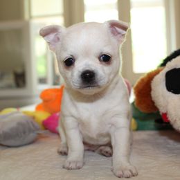 Border Collie and Chihuahua Puppies from Brooks Grove Canines LLC