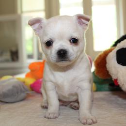 Border Collie and Chihuahua Puppies from Brooks Grove Canines LLC