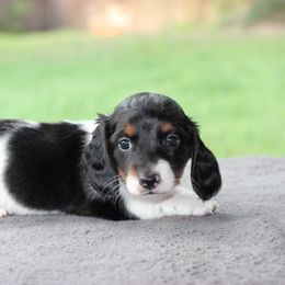 Dachshund Puppies from Schultz Haus Dachshunds
