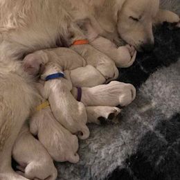 Golden Retriever Puppies from Barafields Golden Retrievers