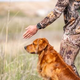 Golden Retriever All Grown Up from Pitchpine Retrievers