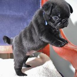 Pug Puppies from darNpugz