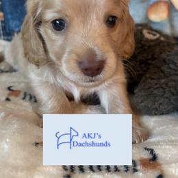 Winnie - Red female Dachshund puppy in Charlottesville, Virginia from AKJ’s Dachshunds