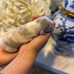 Lady - Fawn (isabella) and cream female Dachshund puppy in El Cajon, California from Lisa Buxton