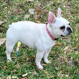 Phoebe - French Bulldog