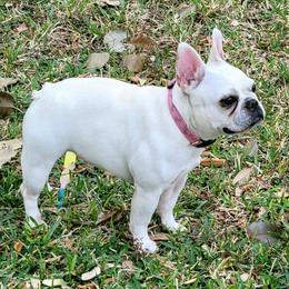 Phoebe - French Bulldog