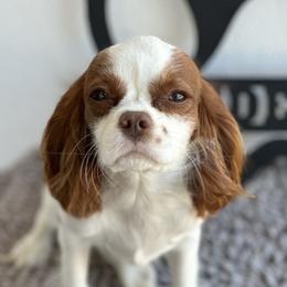 Coco - Cavalier King Charles Spaniel