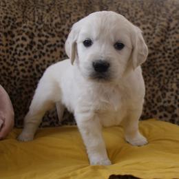 Yellow collar - Light golden male Golden Retriever puppy in Roseburg, Oregon from Unbound Goldens