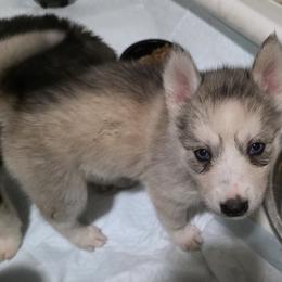 Girl 1 - female Siberian Husky puppy in Elgin, Texas from Hudson Husky