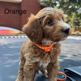 Fred - Red  male Goldendoodle puppy in Golden, Colorado from Golden Mesa Doodles