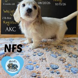 Atlas - Cream male Dachshund puppy in Hoquiam, Washington from Heyd's Mini Dachshunds