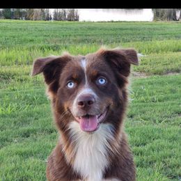 Lucy - Australian Shepherd