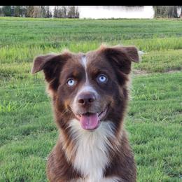 Lucy - Australian Shepherd