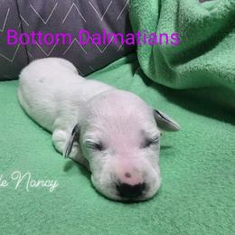 Dalmatian Puppies from Spotty Bottom Dalmatians