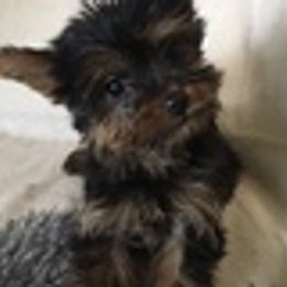 Yorkshire Terriers from Riverella