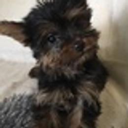 Yorkshire Terriers from Riverella