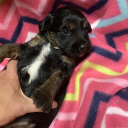 Border Collie and Bordoodle Puppies from Sunrise Kennels